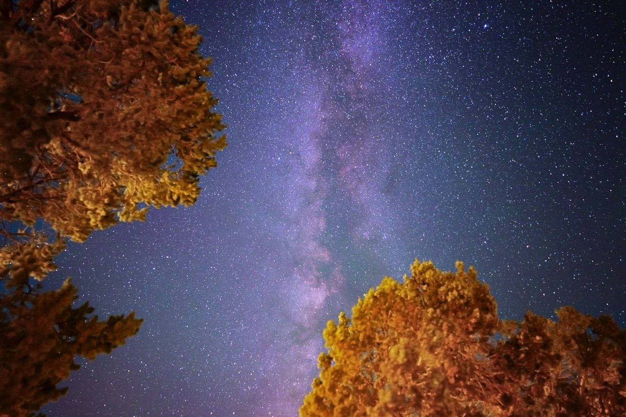 Milky Way through pine trees