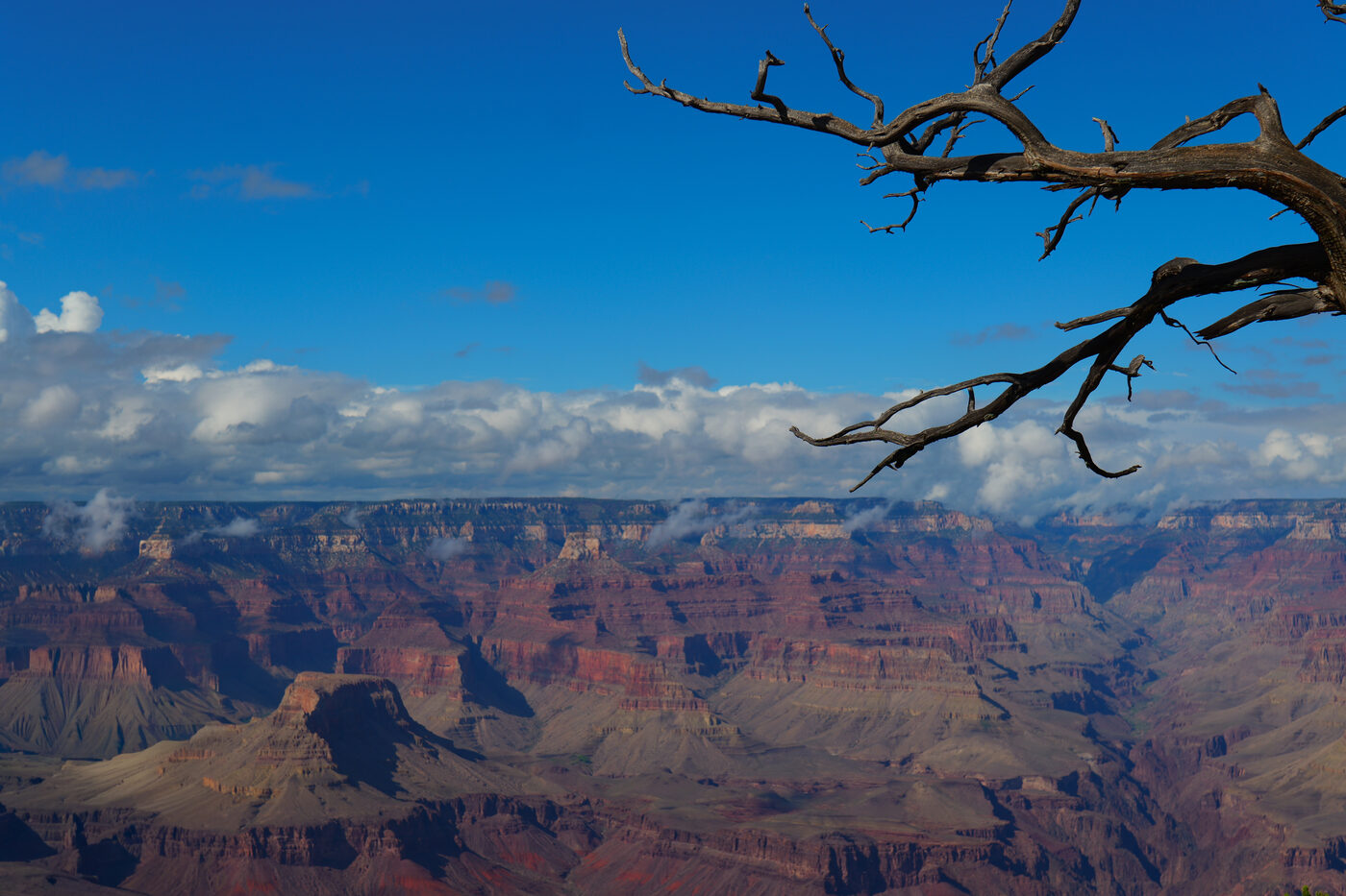 Grand Canyon, dead tree silhouette