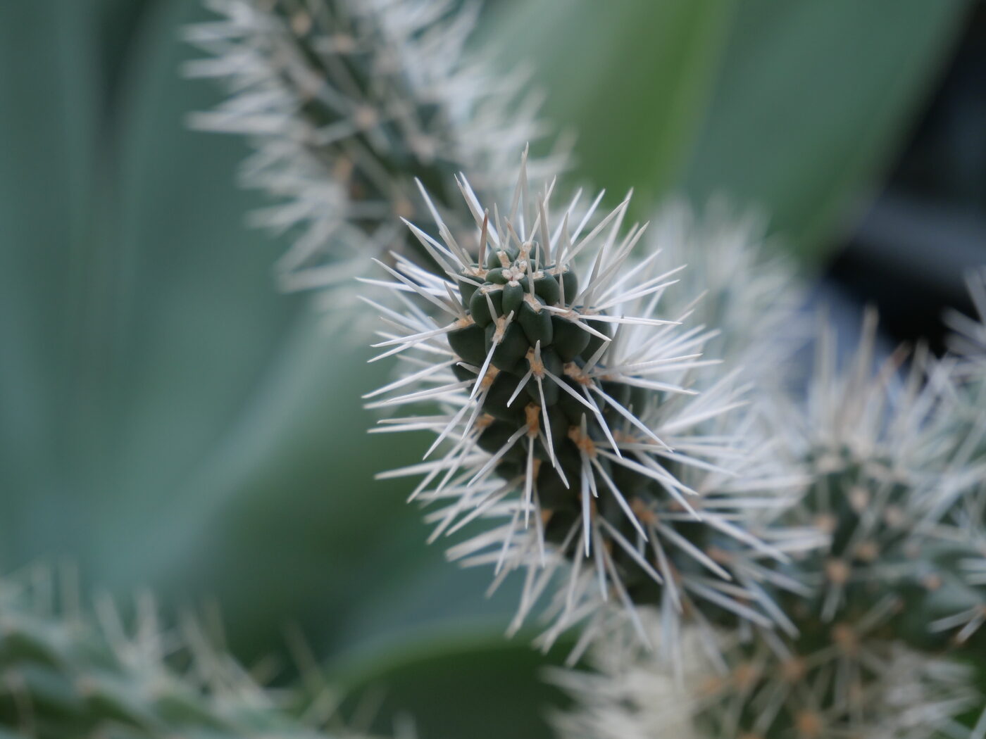 Macro, cactus spines