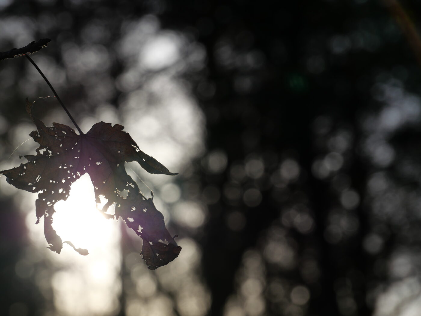 Backlit autumn leaf, bokeh