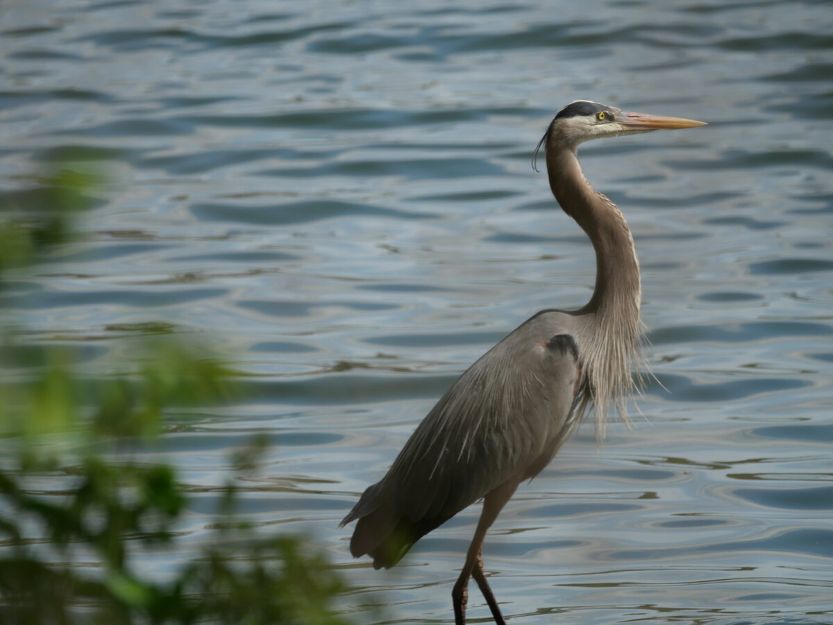 Great Blue Heron, wading