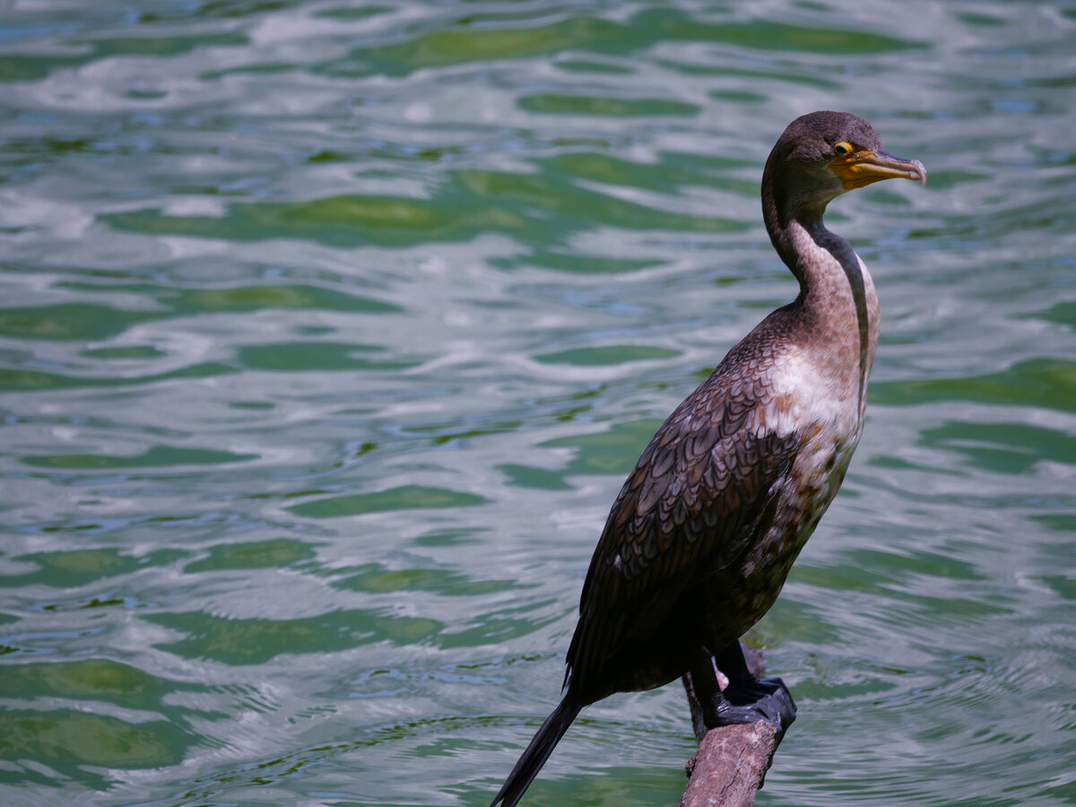 Double-crested cormorant, perched