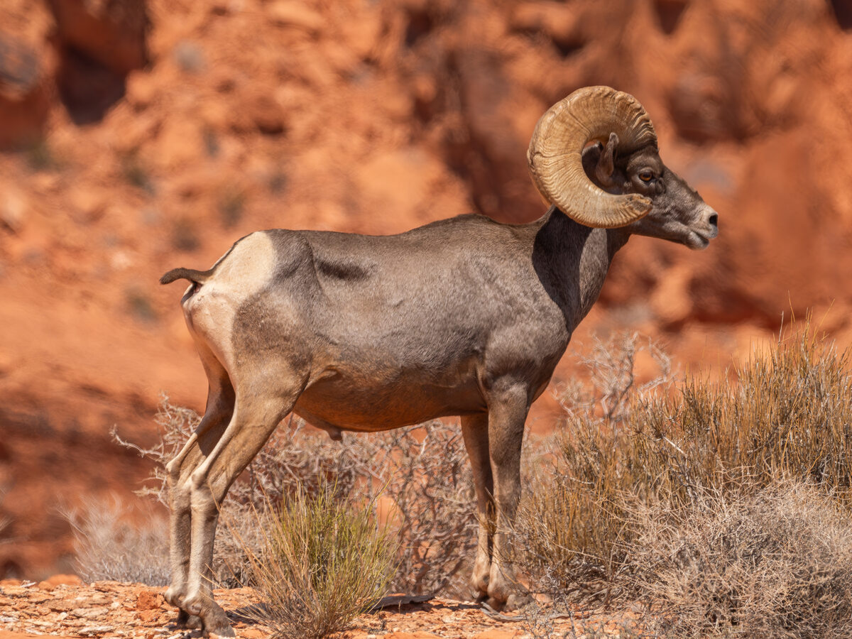 Desert bighorn sheep, Valley of Fire