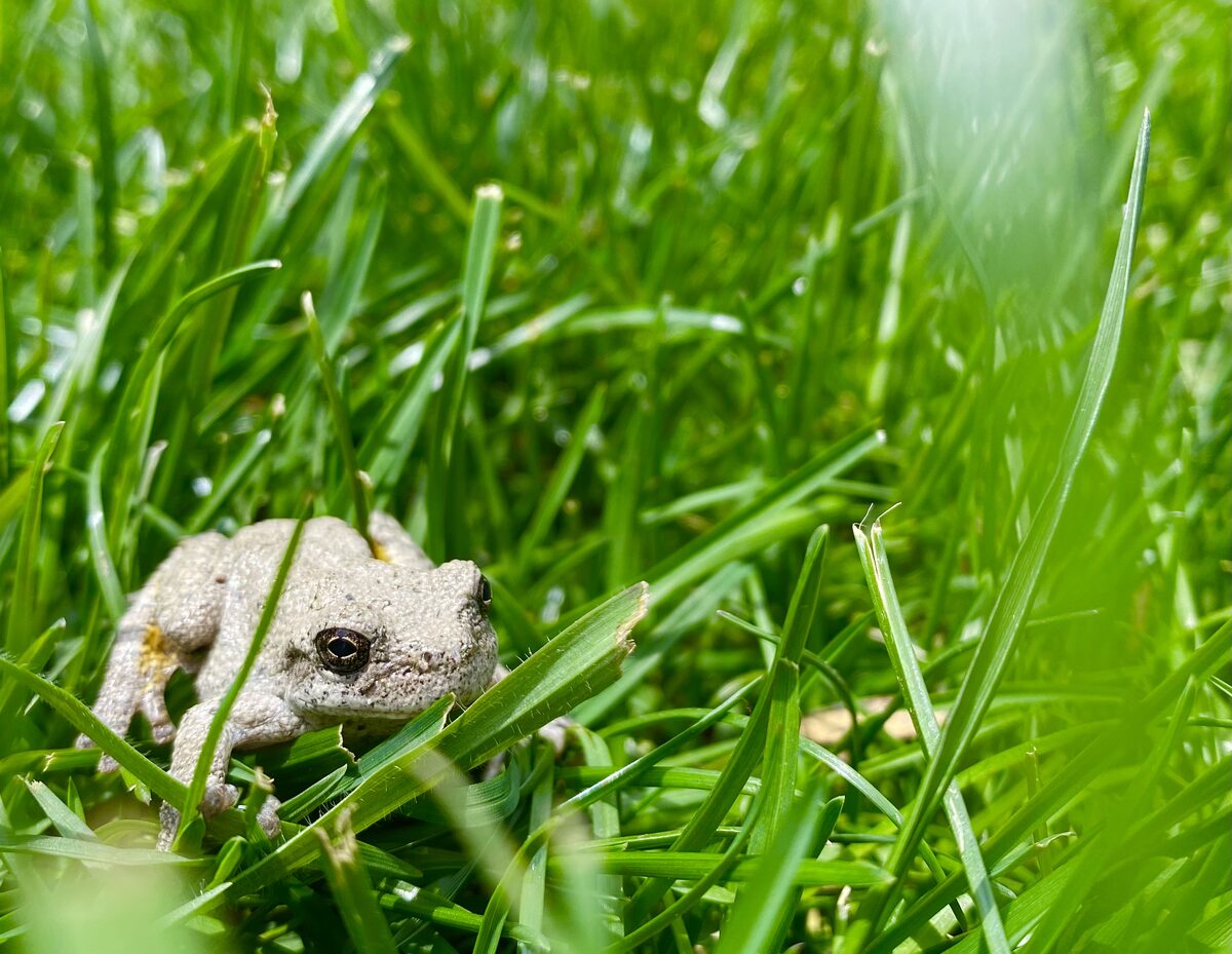 Gray treefrog in the grass
