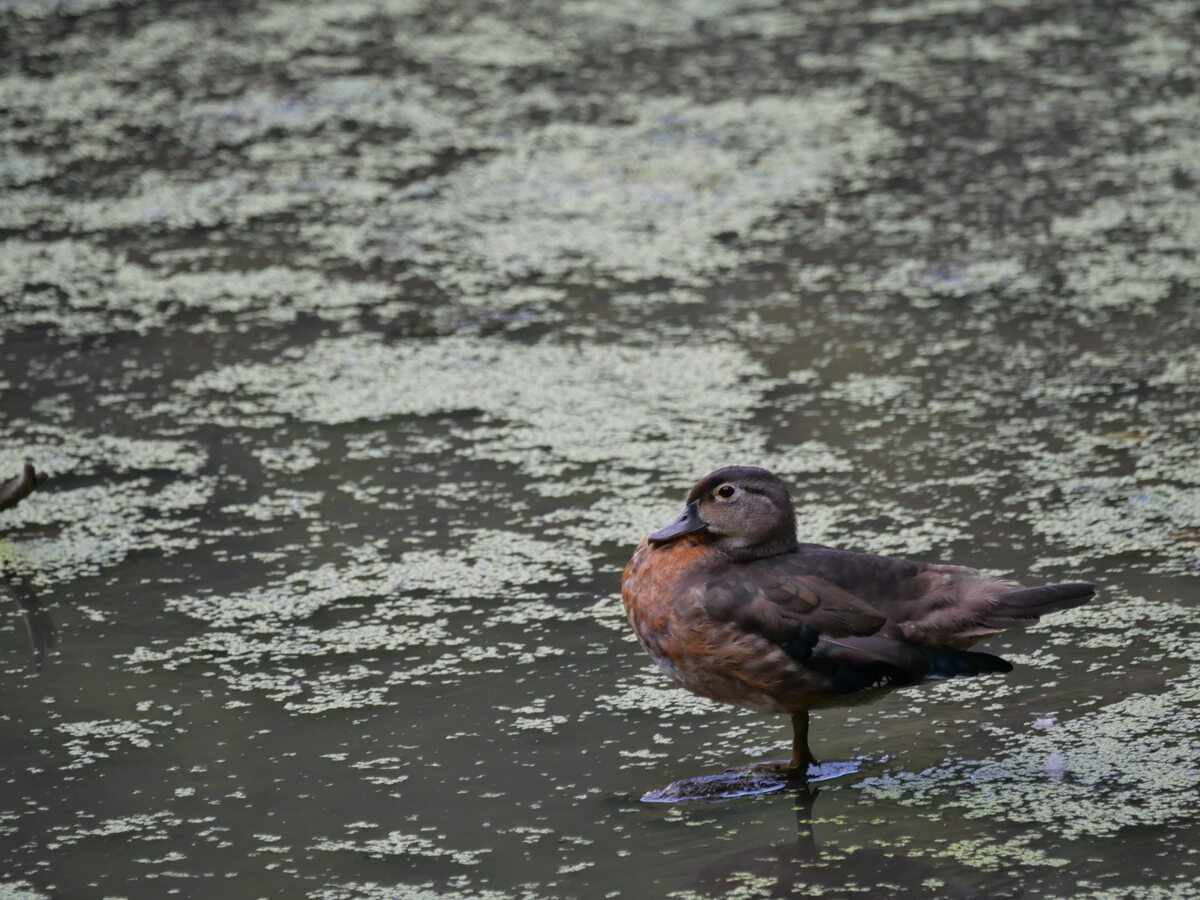 Wood duck, standing in still water