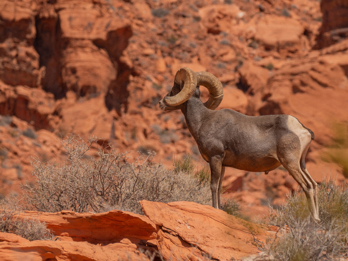 Desert bighorn sheep on sandstone