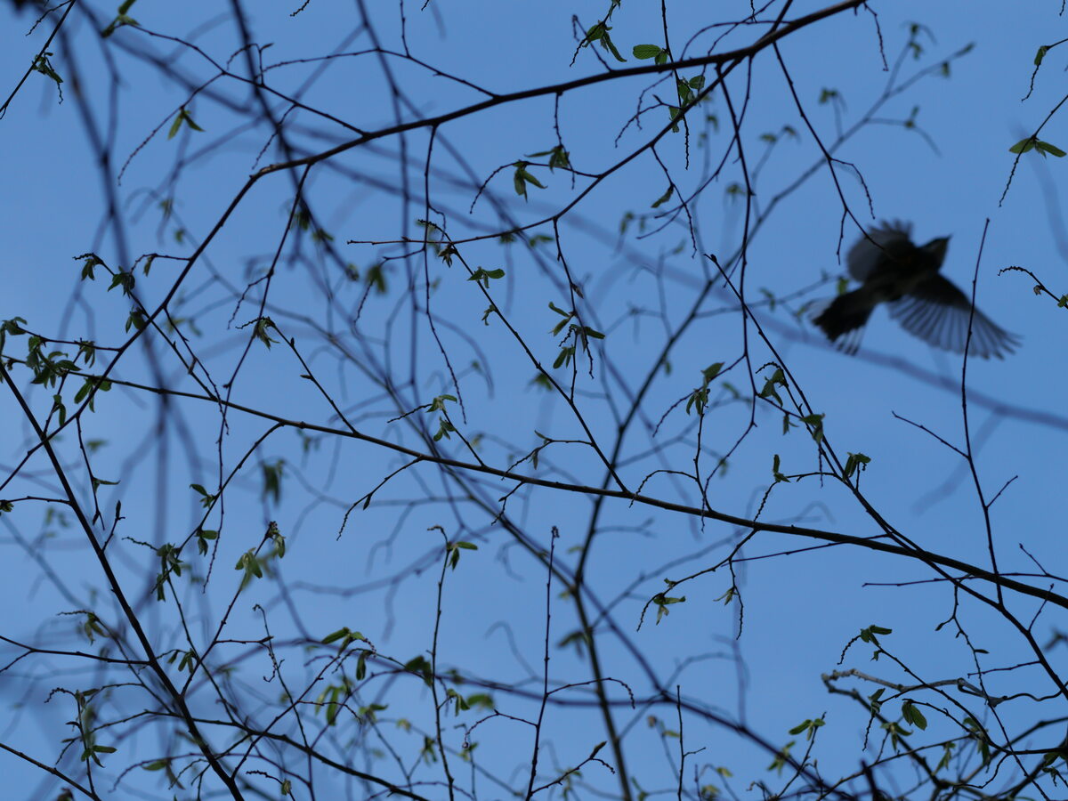 Bird in flight, through spring branches