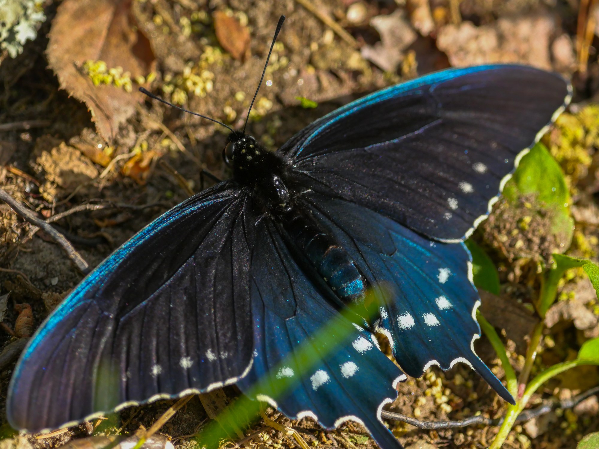 Pipevine swallowtail butterfly on forest floor