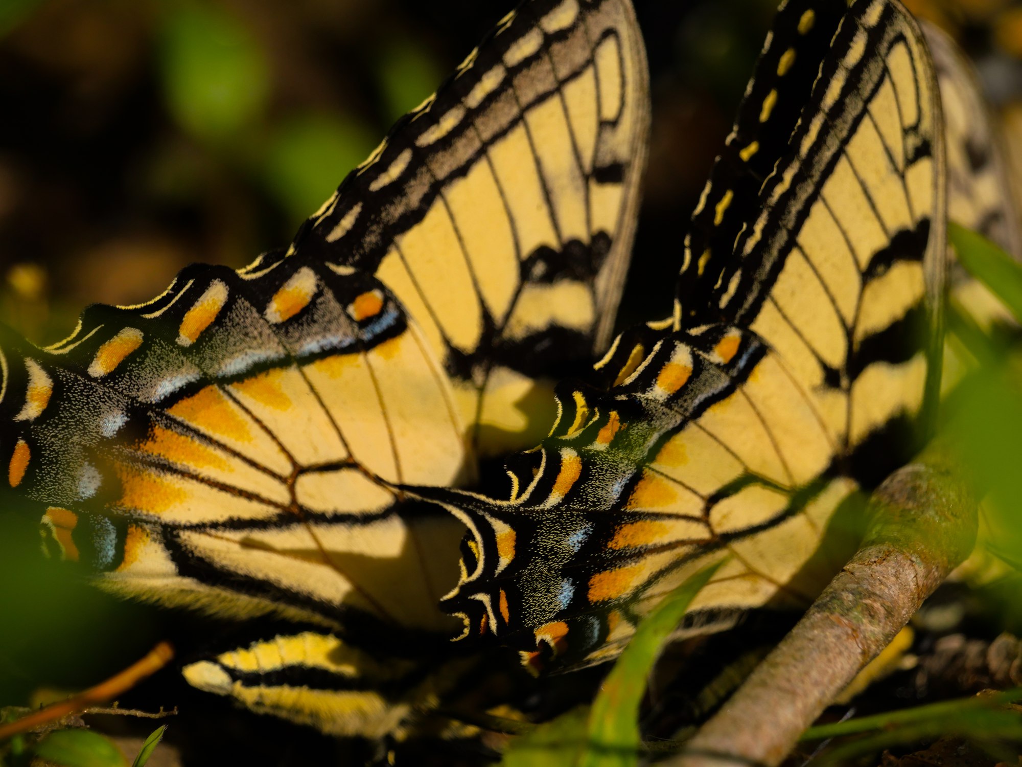 Eastern tiger swallowtail butterflies close-up