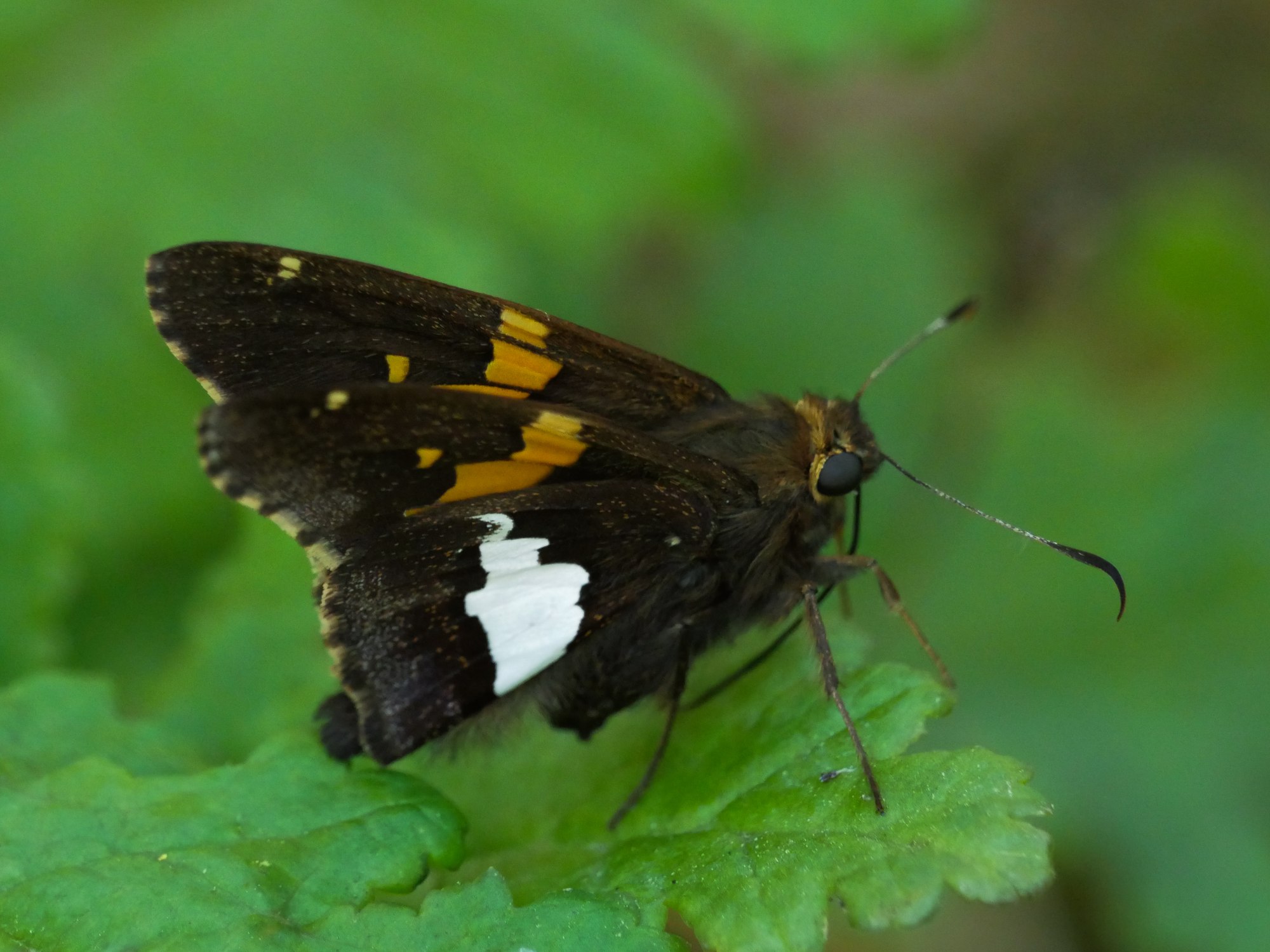 Silver-spotted skipper butterfly on leaf