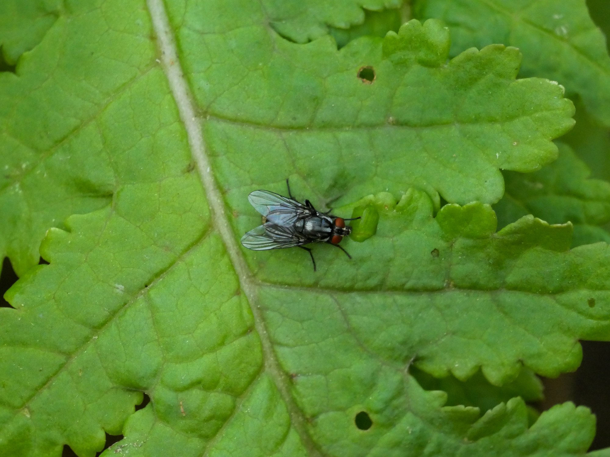 Fly with red eyes on green leaf