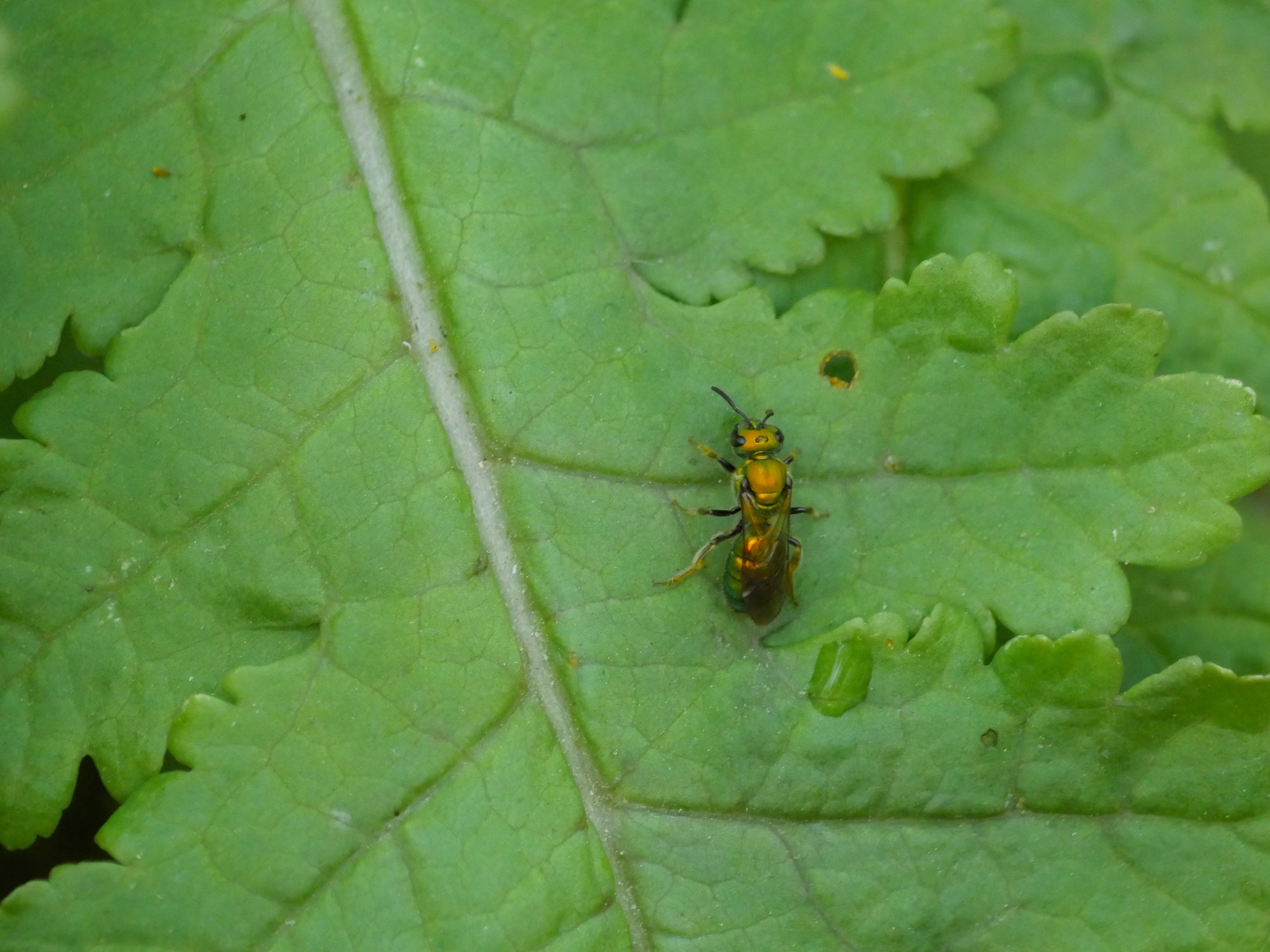 Metallic green and orange wasp on leaf
