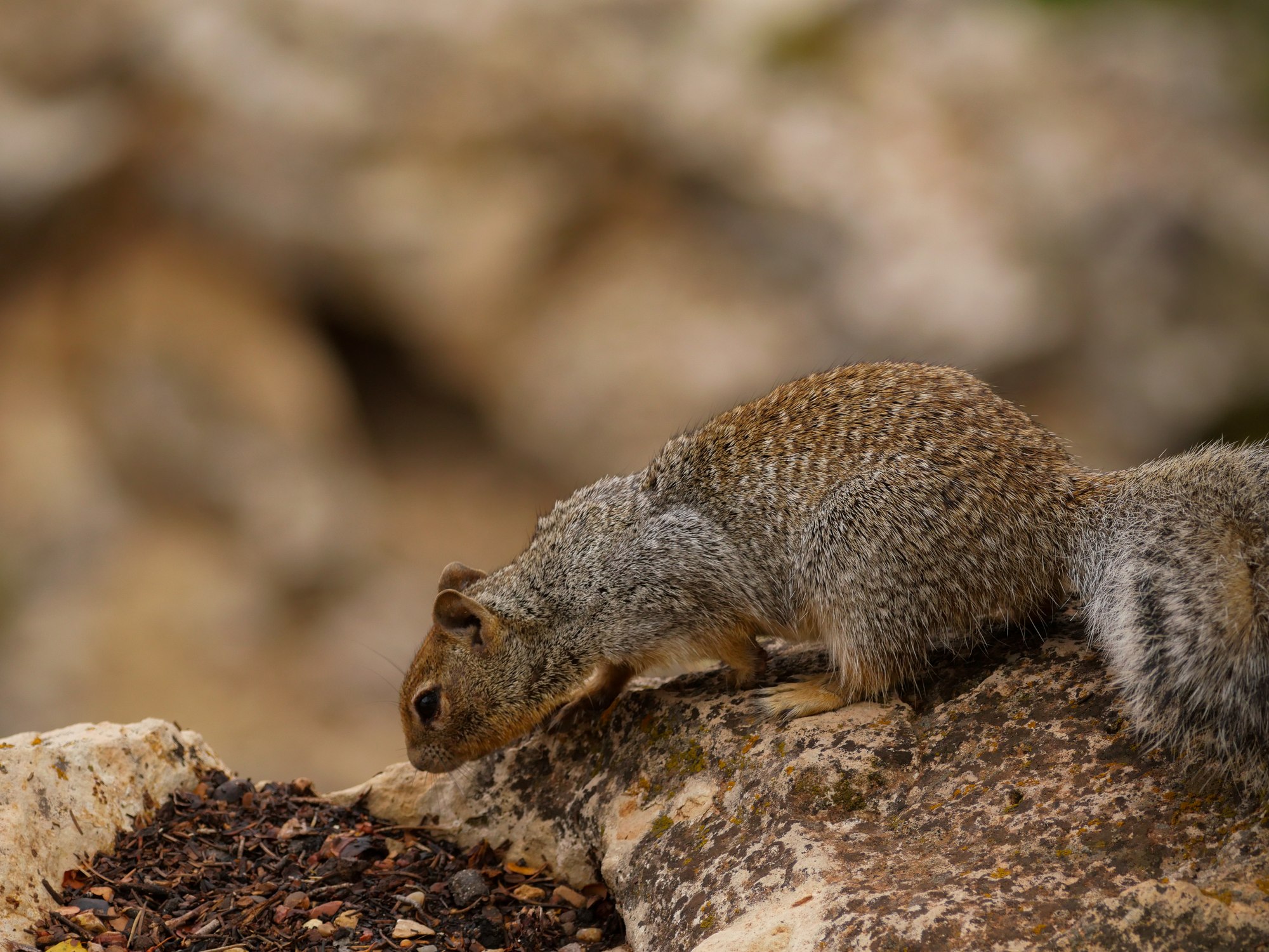 Squirrel on rocks foraging